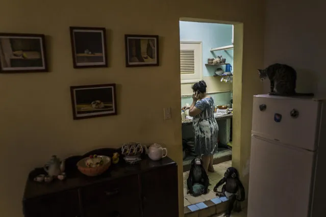In this April 4, 2017 photo, zoologist Martha Llanes prepares dinner for baby chimpanzees Anuma II, and Ada while the house cat Ty stands on the top of the refrigerator, at Llanes' apartment in Havana, Cuba. Llanes, who has an adult daughter, says it can be difficult to get female chimps to care for their offspring in captivity, and she's been happy to step in. (Photo by Ramon Espinosa/AP Photo)