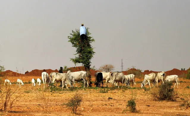 A herdsman climbs a tree to cut some vegetations for his animals during a shortage of grass in the mining town of Zamfara, Nigeria April 21, 2016. (Photo by Afolabi Sotunde/Reuters)