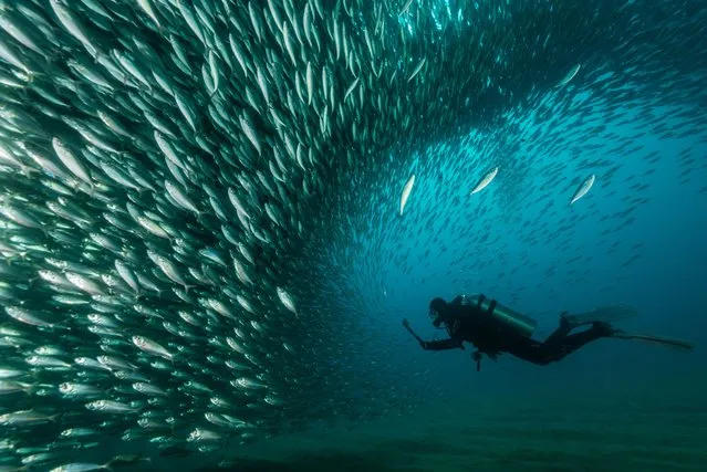 A scuba diver with a school of mackerel in Cabo San Lucas, Baja California Sur, Mexico, wins the silver prize in the people and nature category of the 2021 World Nature Photography awards. (Photo by Mike Eyett/World Nature Photography Awards)