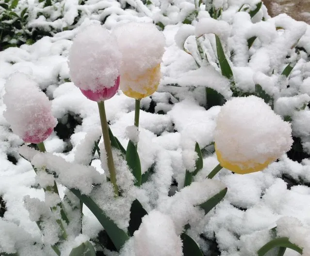 Snow covers spring flowers in Denver on Monday, May 12, 2014. A spring storm that has brought over a foot of snow to parts of Colorado, Wyoming and Nebraska and thunderstorms and tornadoes to the Midwest was slowing down travelers and left some without power Monday morning. (Photo by Ed Andrieski/AP Photo)