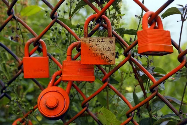 Locks hang on a fence along the Cliff Walk in Newport, Rhode Island July 14, 2015. (Photo by Brian Snyder/Reuters)