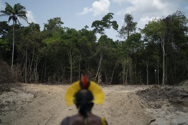 Krimej indigenous Chief Kadjyre Kayapo, of the Kayapo indigenous community, looks out at a path created by loggers on the border between the Biological Reserve Serra do Cachimbo, front, and Menkragnotire indigenous lands, in Altamira, Para state, Brazil, Saturday, August 31, 2019. Much of the deforestation in the Brazilian Amazon is done illegally – land grabbers burn areas to clear land for agriculture and loggers encroach on national forests and indigenous reserves, and Kayapo says he does not want loggers and prospectors on his land. (Photo by Leo Correa/AP Photo)