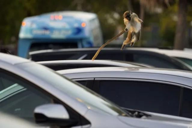 Juvenile female vervet monkey Siggy leaps from car to car in the Park 'N Fly parking lot which is adjacent to the swampy mangrove preserve where the monkey colony lives, Tuesday, March 1, 2022, in Dania Beach, Fla. For 70 years, a group of non-native monkeys has made their home next to a South Florida airport, delighting visitors and becoming local celebrities. (Photo by Rebecca Blackwell/AP Photo)