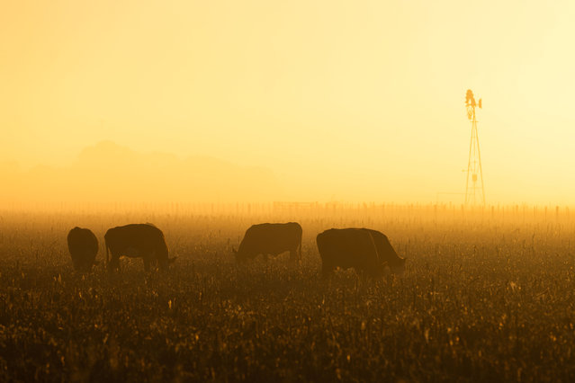 Cattle are grazing at dawn on a farmland in Firmat, Santa Fe Province, Argentina, on April 7, 2024. (Photo by Matías Baglietto/NurPhoto/Rex Features/Shutterstock)