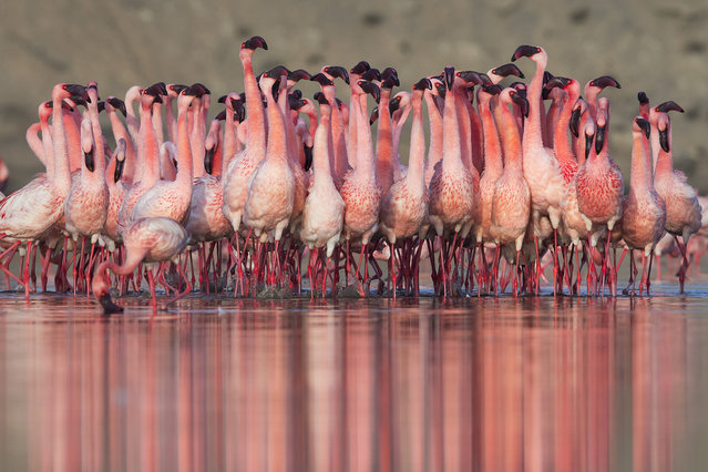 Flamingos frolic in the summer heat of Porbandar in the western Indian state of Gujarat, even performing courtship dances as they prepare for mating season in the first decade of July 2024. (Photo by Hira Punjabi/Caters News Agency)