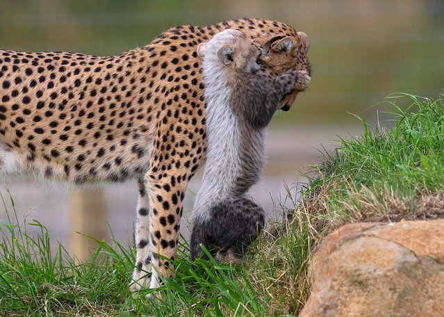 An endangered Cheetah cub plays with his mother 'Darcy' as he explores his reserve for the first time at the Yorkshire Wildlife Park in Doncaster, Britain, 23 July 2024. The three-month old cubs were born to mother Darcy, who arrived at the Yorkshire Wildlife Park in 2023 as part of the European Endangered Species Programme which aims to promote the population of endangered animals in captivity. (Photo by Adam Vaughan/EPA/EFE)