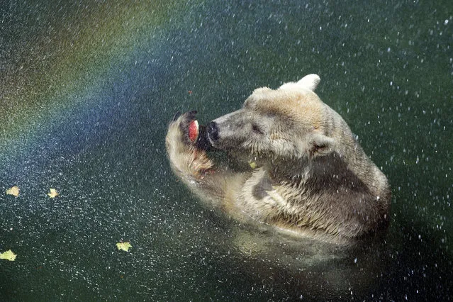 A 35-year-old polar bear eats a piece of watermelon at Belgrade Zoo during a heatwave on July 21, 2015. In Serbia where the meteoalarm has been raised to “red”, extremely hot weather with temperatures up to 39 degrees Celsius is expected to continue over the next several days. (Photo by Andrej Isakovic/AFP Photo)