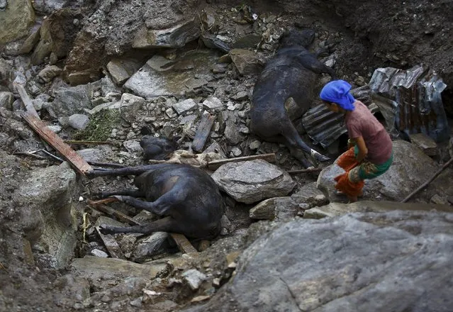 A woman walks past the dead cattle at the landslide-affected area at Lumle village in Kaski district July 30, 2015. (Photo by Navesh Chitrakar/Reuters)