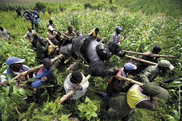 Conservation rangers evacuate the bodies of four mountain gorillas found shot in the forest