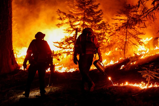 Firefighters manage a controlled burn to reduce the fuels ahead of the Park Fire near Mineral, California on August 6, 2024. (Photo by Fred Greaves/Reuters)