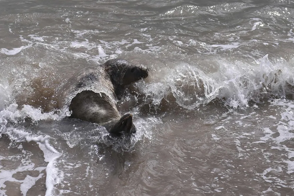 Seals Rescue