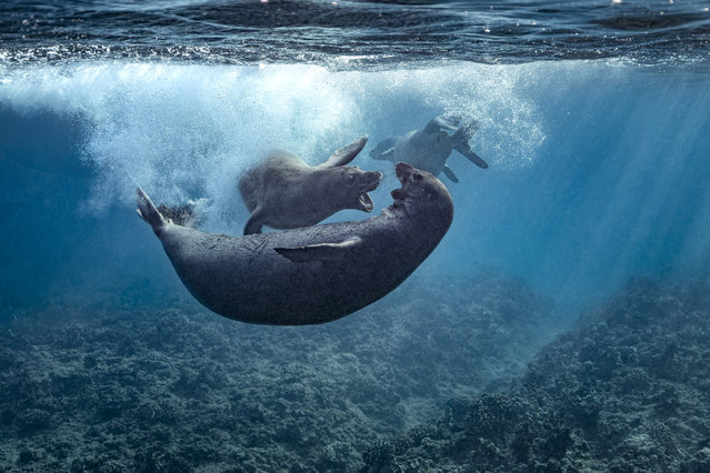 Hawaiian monk seals, one of the most endangered seal species in the world, are snapped playing off the Hawaiian coast in 2024. (Photo by LEIGHTON/Caters News Agency)