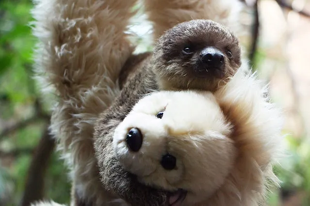 This adorable baby sloth is being raised with the help of a teddy bear at London Zoo on August 5, 2015. After being rejected by its mother workers at the facility began using the cuddly toy as a surrogate parent. The sweet faced, two-toed sloth is named after Johnny Depp's role in the Edward Scissorhands movie – because of its four-inch-long claws. Eddie is being hand-reared by a zookeeper, Kelly-Anne Kelleher. (Photo by ZSLLondonZoo/Splash News)