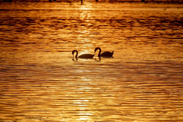 A swan glides over the lake of Constance, colored by the setting sun, near Constance, Germany, Wednesday, January 8, 2020. (Photo by Michael Probst/AP Photo)