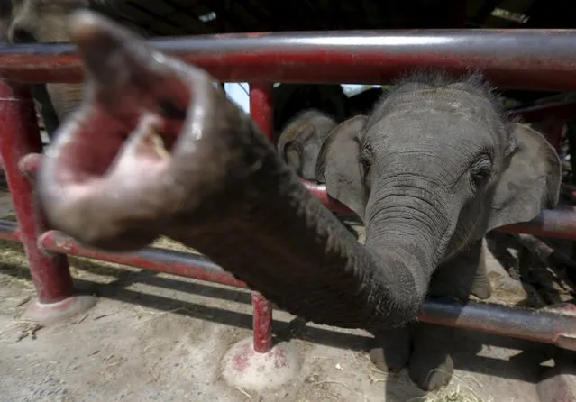 An elephant stretches its trunk out of an enclosure at a camp in the ancient Thai capital Ayutthaya, north of Bangkok, Thailand, August 11, 2015. (Photo by Chaiwat Subprasom/Reuters)