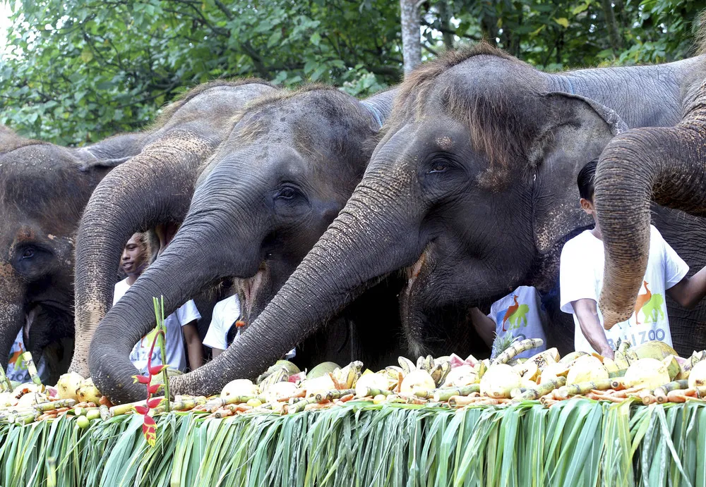 World Elephant Day 2017