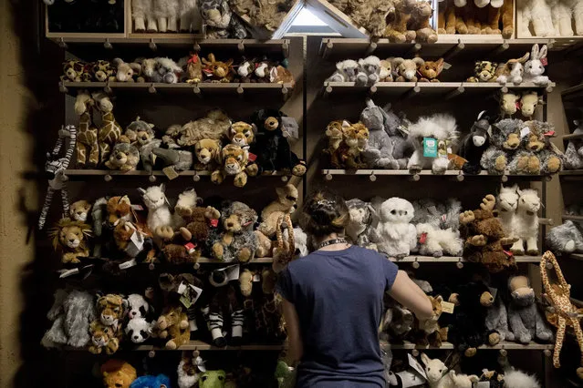 A worker puts out stuffed animals in the gift shop at the Ark Encounter July 5, 2016 in Williamstown, Kentucky. The Ark Encounter is a theme park centered around a 510 foot long reproduction of Noah's Ark. (Photo by Aaron P. Bernstein/Getty Images)