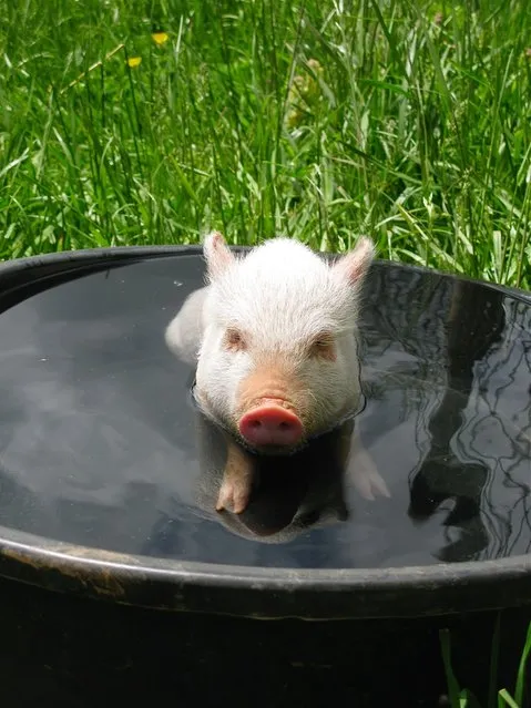 “Pig in a Tub”. Larry Lee Fickau, 74, of Winchester, Va., captured this scene at Barrel Oak Winery in Delaplane, Va., with a Canon PowerShot G9 in May. (Photo by Larry Lee Fickau)