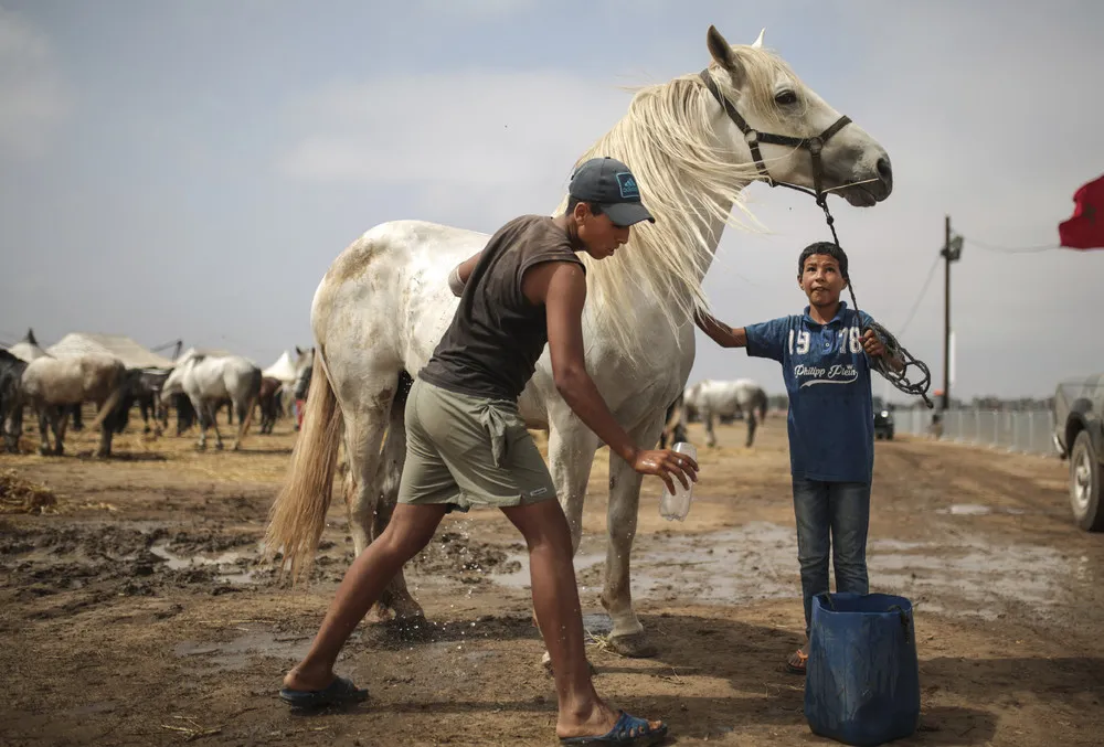 Ancient Tradition of Horsemanship in Morocco
