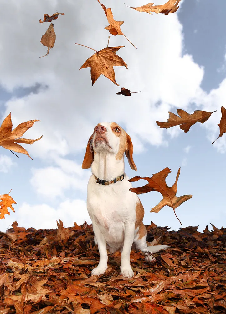 Found on Flickr: Dogs by Patrick Hayes