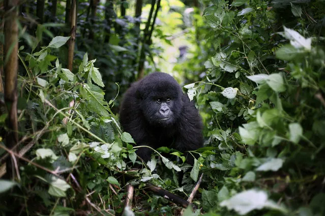 In this photo taken December 11 2012, a young mountain gorilla is seen in the Virunga National Park in eastern Congo. Congo's Virunga National Park, home to about a third of the world's mountain gorillas, has barred visitors until June 1 2020, citing “advice from scientific experts indicating that primates, including mountain gorillas, are likely susceptible to complications arising from the COVID-19 virus”. (Photo by Jerome Delay/AP Photo)