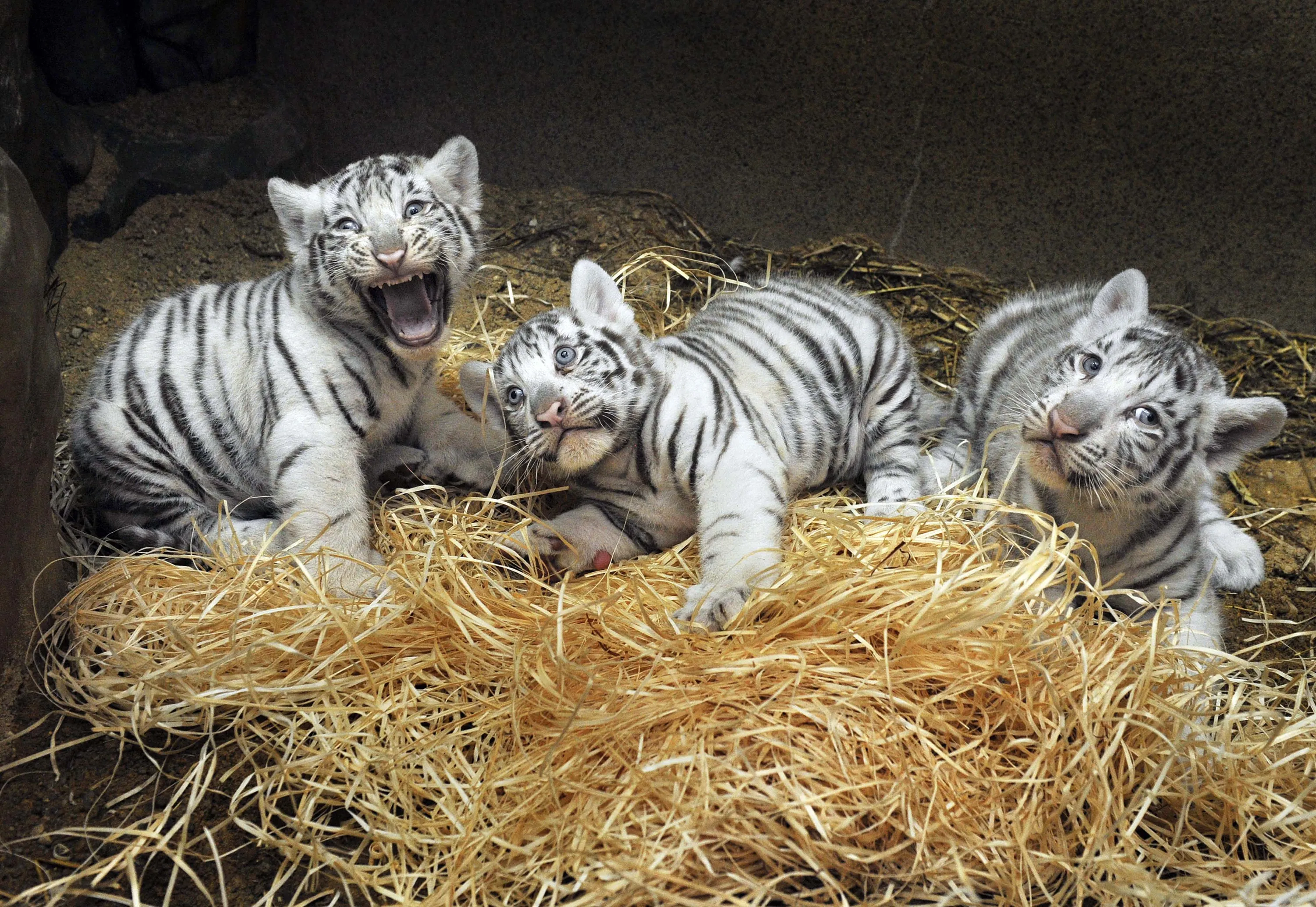 Бенгальские тигры пенза. Белый тигр и бенгальский тигр. Бенгальский тигр детеныш. Бенгальский тигр с тигрятами. Белый бенгальский Тигренок.