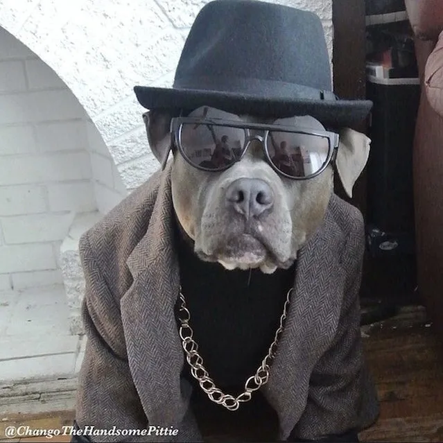 Most Handsome Dogs On The Internet