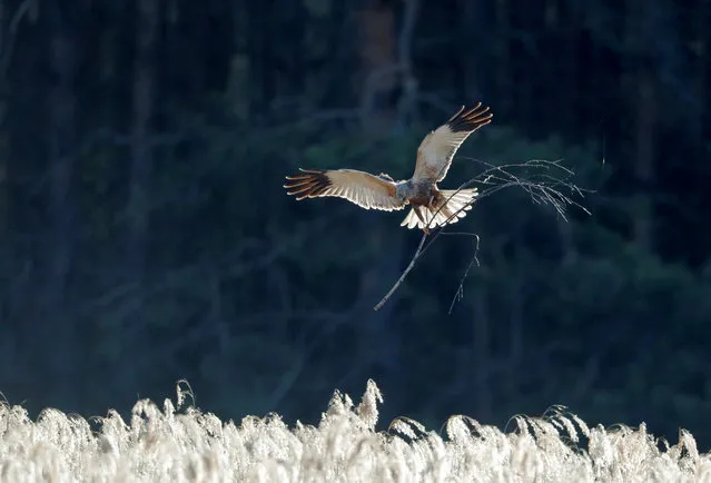 A marsh harrier carries a branch to build a nest in a forest near the village of Piatrylava, Belarus on April 26, 2020. (Photo by Vasily Fedosenko/Reuters)