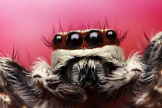You might feel as if you are being watched when you look at these incredible pictures – revealing the close-up world of a spider's eyes. The intimidating creatures, which look like they should live in a horror film, star menacingly at the camera as every fleck of colour and hair are revealed. (Photo by SWNS/ABACA Press)