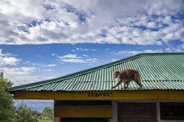 A macaque walks on a roof in Dharamshala, India, Thursday, September 22, 2022. (Photo by Ashwini Bhatia/AP Photo)