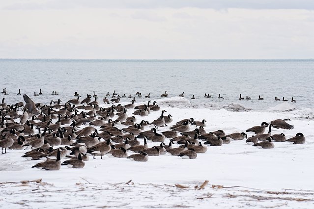 A flock of Canadian geese are seen at Rouge Beach in Rouge National Urban Park, Ontario, Canada on January 28, 2025. (Photo by Mert Alper Dervis/Anadolu via Getty Images)