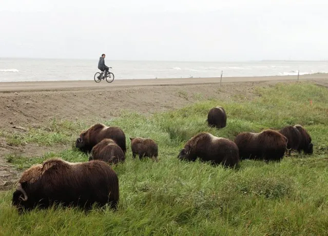 Lance Thomas, of Nome, Alaska, watches a herd of wild musk oxen, which were roaming the Nome-Council Road, along the Bering Sea coast just outside Nome, Alaska, Saturday, August 20, 2016. (Photo by Mark Thiessen/AP Photo)