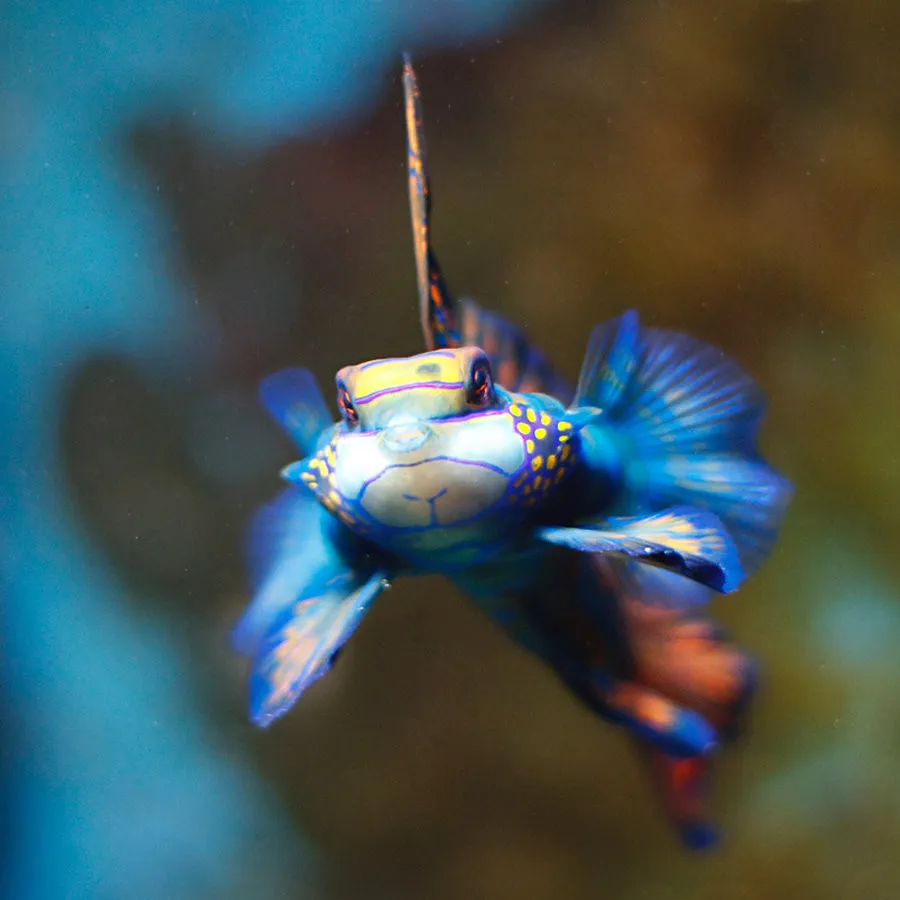 mandarin-fish