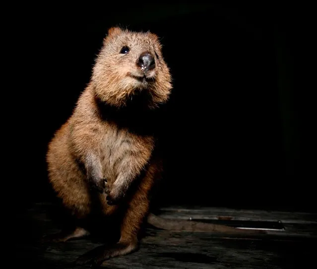 Quokka The Happiest Animal in the World