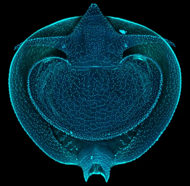 Lynceus brachyurus (clam shrimp), whole mount larva; Confocal, 250X. Department of Integrative Zoology, University of Vienna, Austria. (Photo by Dr. Martin Fritsch/Nikon Small World 2014)