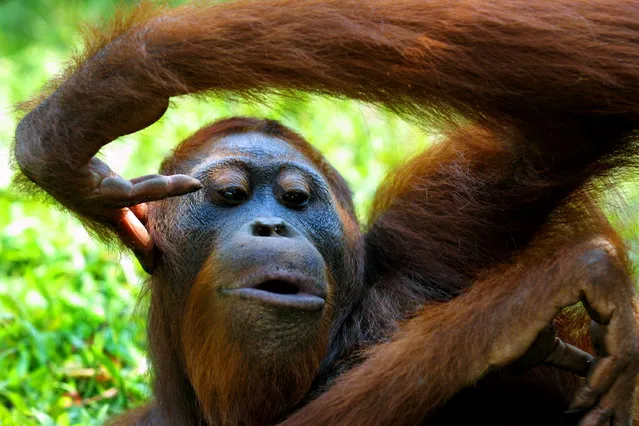 An adult male Orangutan relaxes September 1, 2001 near Camp Leakey at the Tanjung Puting National Park in Kalimantan on the island of Borneo, Indonesia. (Photo by Paula Bronstein/Getty Images)