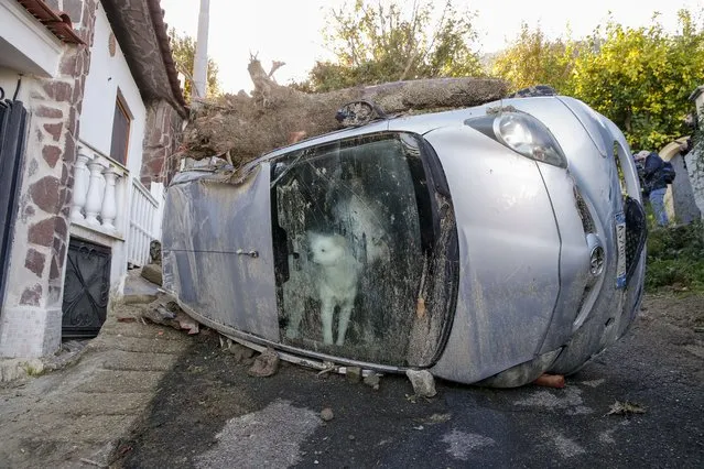 A dog who got trapped in his owners' car for some 72 hours peeks through the windscreen while rescuers search for possible survivors of the family in Casamicciola, on the southern Italian island of Ischia, Monday, November 28, 2022. Authorities said that the landslide that early Saturday destroyed buildings and swept parked cars into the sea left at least eight people dead and more missing. (Photo by Salvatore Laporta/AP Photo)