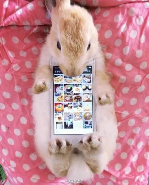 The Japanese Use a Real Rabbits as Case for Smartphone