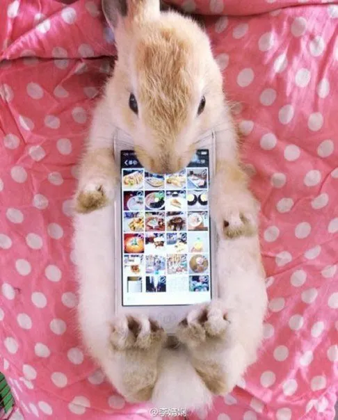 The Japanese Use A Real Rabbits As Case For Smartphone