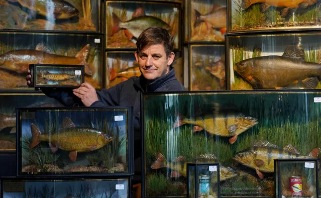 Rupert van der Werff of Summers Place Auctions in Billingshurst, West Sussex on Thursday, November 17, 2022 prepares some of the 88 lots of fish taxidermy featuring in their forthcoming Evolution Auction later this month. (Photo by Gareth Fuller/PA Images via Getty Images)
