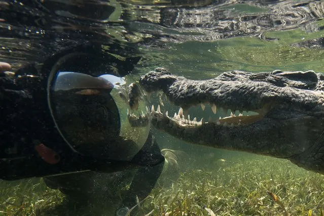 A thrill-seeking photographer risked life and limb as he swam alongside a ten-foot-long American crocodile near Belize. (Photo by Rodrigo Friscione/Mediadrumwor.com)