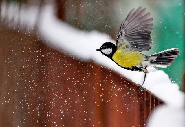 A great tit in flight in the town of Yurevets, 159km northeast of Ivanovo, Russia on December 26, 2020. (Photo by Vladimir Smirnov/TASS)