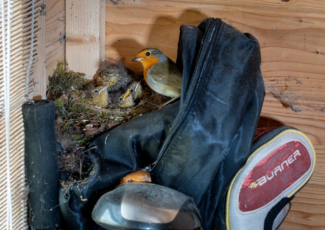A family of robins nesting on a golf bag in Michael Oliver's garden shed in Chester le Street, Durham, UK. (Photo by Michael Oliver/Animal News Agency)
