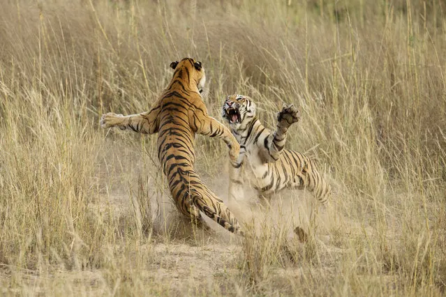 “Muscle power”. This playful fight amongst two young sub adult Tigers was indeed a brilliant life time opportunity, that lasted exactly 4-5 seconds. The cubs were sitting in the grass as dusk approached when suddenly one of them sneaked up behind the other and what happened next is captured in this image. This playful fight amongst the siblings is what prepares them for their survival in the wild. Photo location: Bandhavgarh National Park, Madhya Pradesh, India. (Photo and caption by Archna Singh/National Geographic Photo Contest)