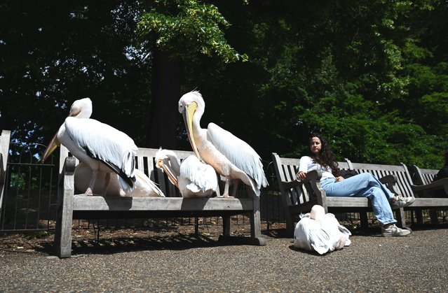 Pelicans rest on benches in the historic St. James's Park in London, United Kingdom on June 06, 2025. Pelicans, one of the symbols of the park, attracted the attention of visitor (Photo by Rasid Necati Aslim/Anadolu via Getty Images)