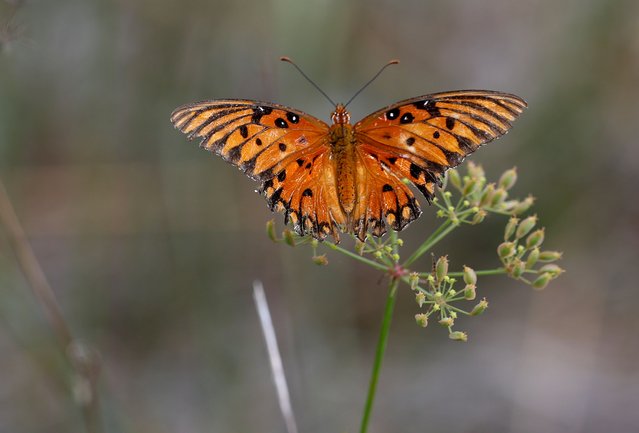 A gulf fritillary butterfly lands on a plant as people count them during the North American Butterfly Association Shark Valley butterfly count on May 10, 2025 in the Everglades, Florida. Dennis Olle, the president of the Miami Blue Butterfly chapter, who participated in the count said they saw approximately the same number as last year, a noticeable reduction from prior years. Reports indicate that the number of butterflies across all regions in the contiguous US was declining. The reports suggest that the butterfly populations are declining due to various factors, including habitat loss, pesticide use, climate change, and other environmental factors. (Photo by Joe Raedle/Getty Images)