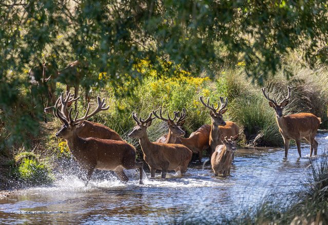 Stags cool off in Richmond Park, southwest London on July 1, 2025. (Photo by Alex Lentati/London News Pictures)
