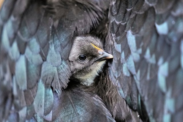 A new born chick looks out of the feathers of its mother at a farm in Wehrheim near Frankfurt, Germany, Monday, July 14, 2025. (Photo by Michael Probst/AP Photo)