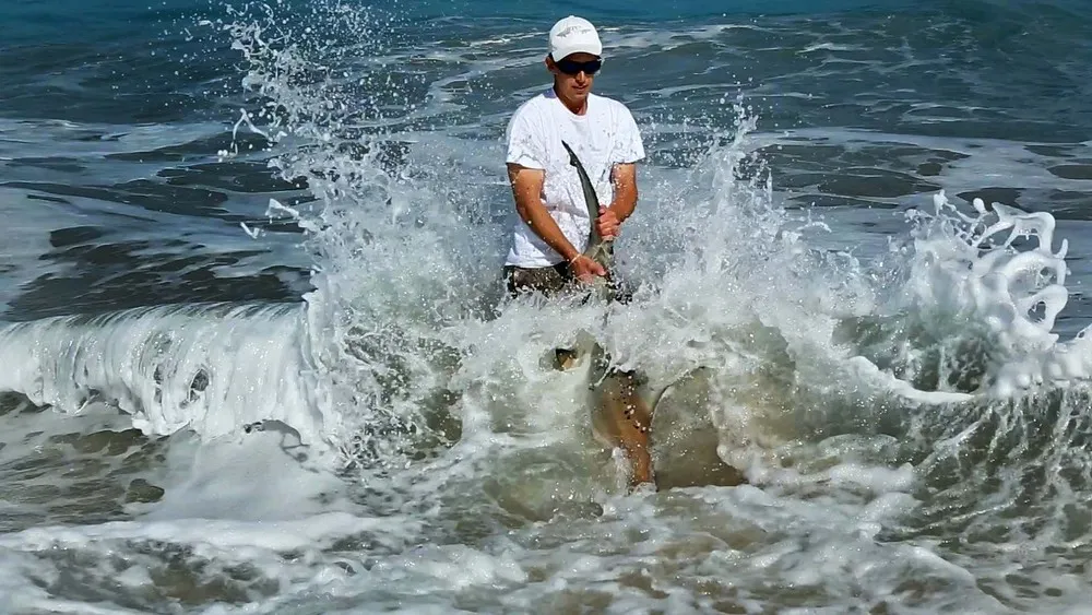 Thousands of Sharks Shut Down Florida Beaches