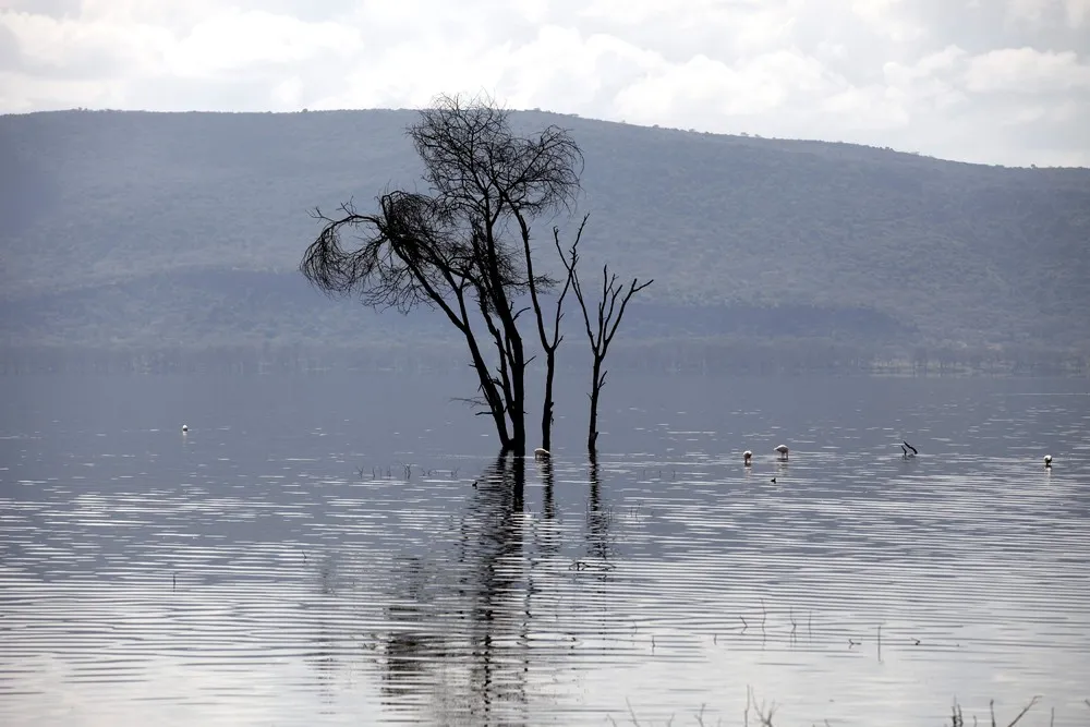 Earthprints – Lake Nakuru